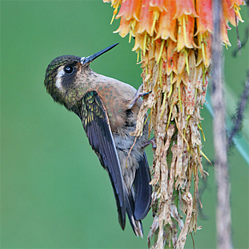 Speckled Hummingbird