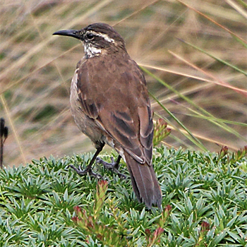 Stout-billed Cinclodes