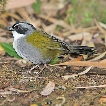 Grey-browed Brushfinch