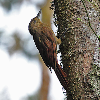 Tyrannine Woodcreeper