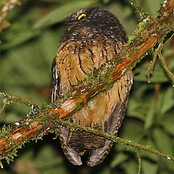 White-throated Screech-owl