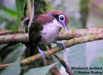 Bicoloured Antbird