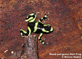 Black-and-green Dart Frog