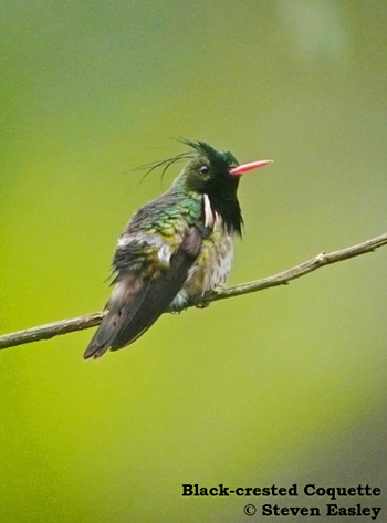 Black-crested Coquette