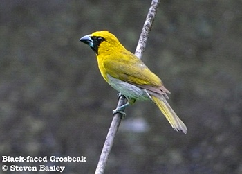 Black-faced Grosbeak
