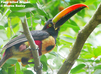 Fiery-billed Aracari