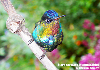 Fiery-throated Hummingbird