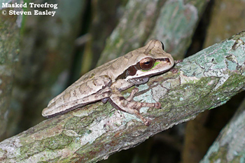 Masked Treefrog