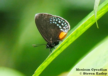 Mexican Cycadian