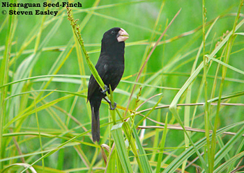Nicaraguan Seedfinch