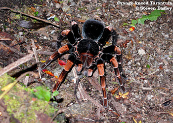 Orange-kneed Tarantula
