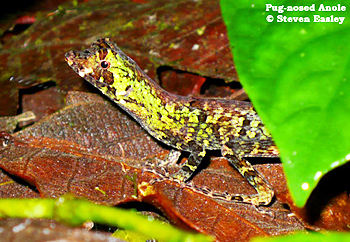 Pug-nosed Anole