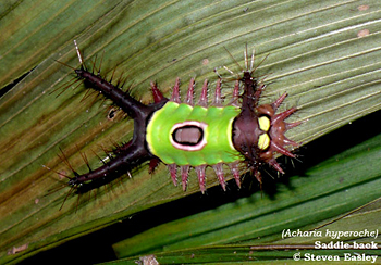 Saddle-back Caterpillar