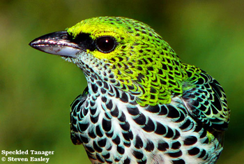 Speckled Tanager