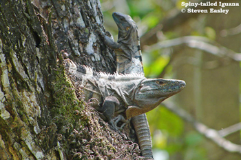 Spiny-tailed Iguana