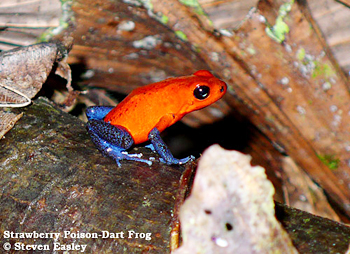 Strawberry Poison Dart Frog