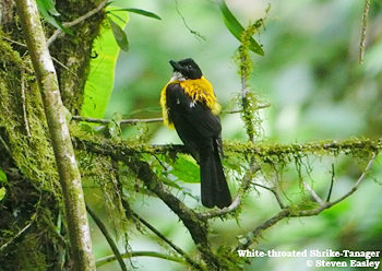 White-throated Shrike-tanager