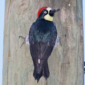 Acorn Woodpecker