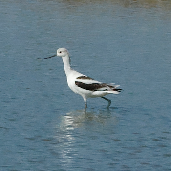 American Avocet