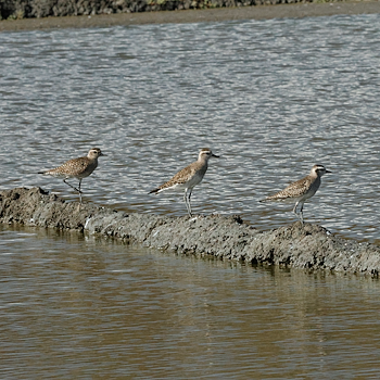 American Golden-plover