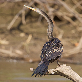 Anhinga