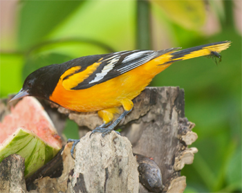 Baltimore Oriole