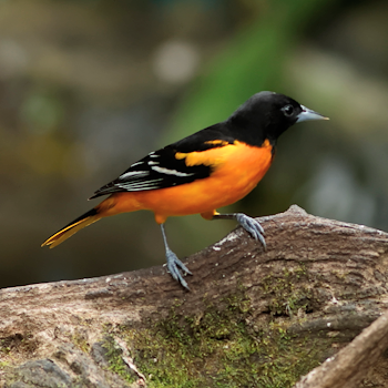 Baltimore Oriole