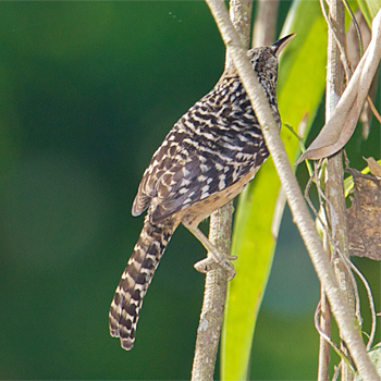 Band-backed Wren