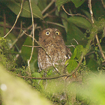 Bare-shanked Screech-owl