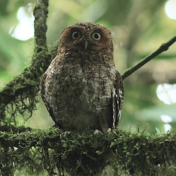 Bare-shanked Screech-owl