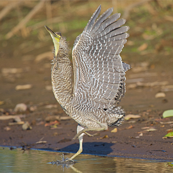 Bare-throated Tiger-heron