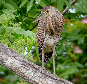 Bare-throated Tiger-heron