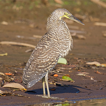 Bare-throated Tiger-heron