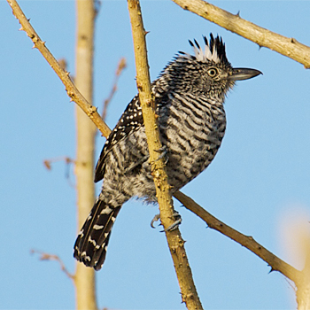 Barred Antshrike
