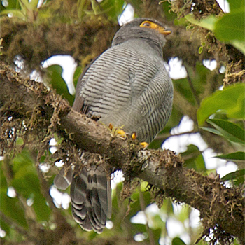Barred Forest-falcon
