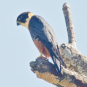 Bat Falcon