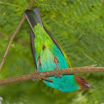 Bay-headed Tanager