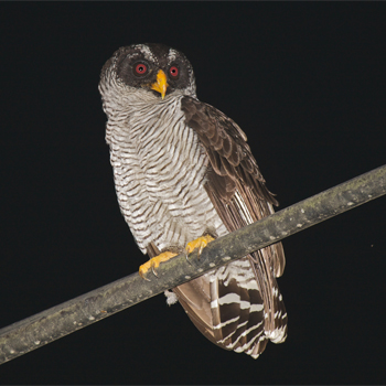 Black-and-white Owl