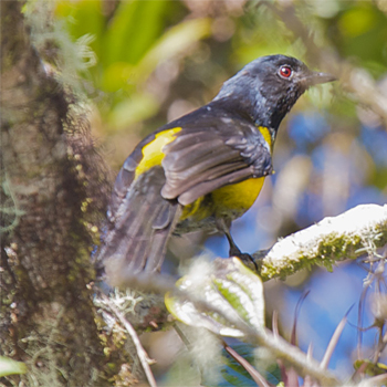 Black-and-yellow Silky-flycatcher