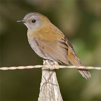 Black-billed Nightingale Thrush
