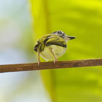 Black-capped Pygmy-tyrant