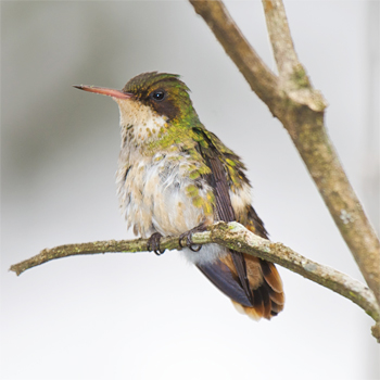 Black-crested Coquette