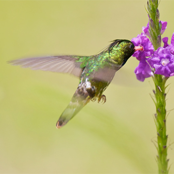 Black-crested Coquette