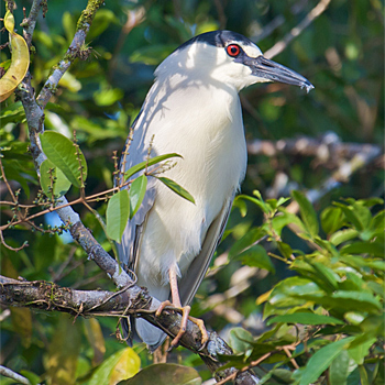Black-crowned Night-heron