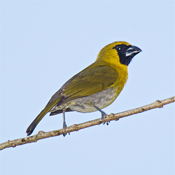 Black-faced Grosbeak