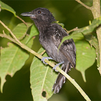 Black-hooded Antshrike