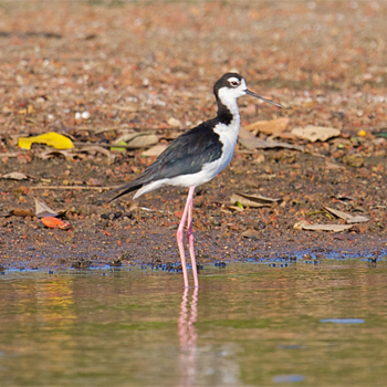 Black-necked Stilt