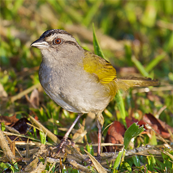 Black-striped Sparrow