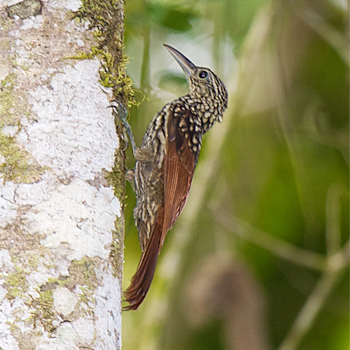 Black-striped Woodcreeper