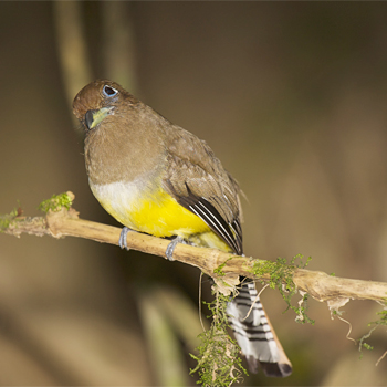 Black-throated Trogon (female)